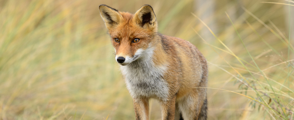 Red Fox, eric Bergmeester Photography